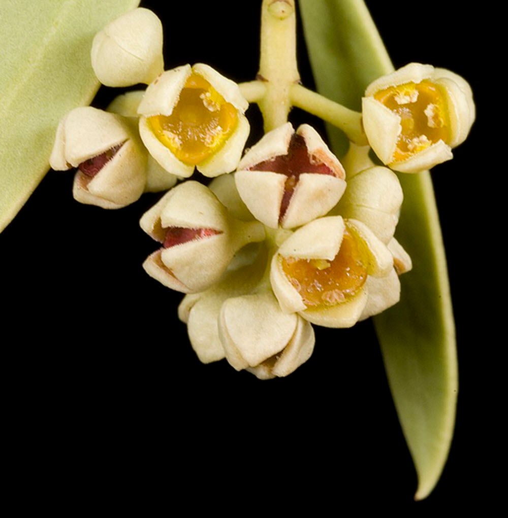 Santalum acuminatum FLOWRE
